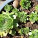 succulents that rarely need water - a blue pot filled with green plants on top of a sidewalk