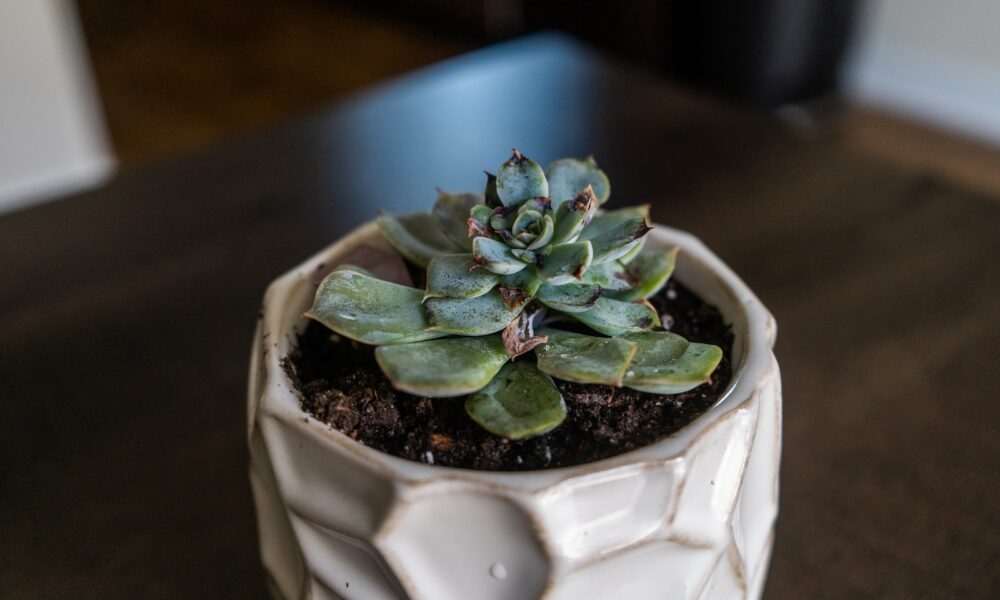 succulent's tips turning brown - a small cactus in a pot