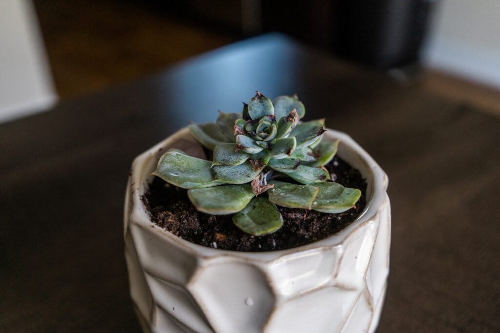 succulent's tips turning brown - a small cactus in a pot