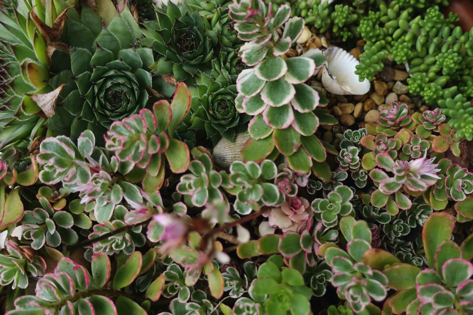 succulents - assorted variety of succulent plants