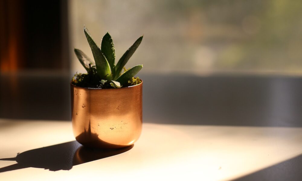 temperature and your succulents - selective photography of leafed plant