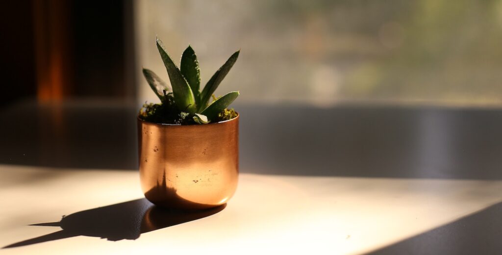 temperature and your succulents - selective photography of leafed plant