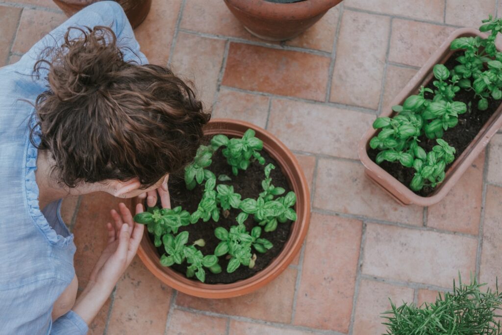 top dressings - Person Holding Green Plant on Brown Pot