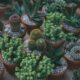 transplanting succulents - succulent plants and cactus