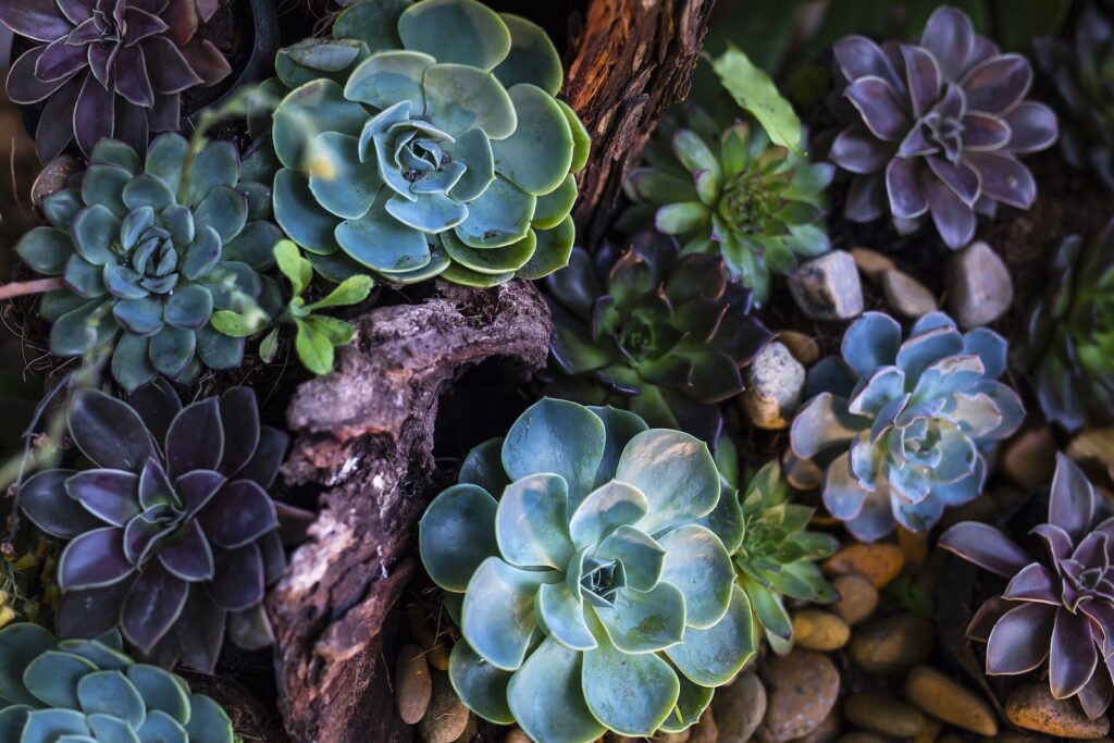 trendsetting succulents - Green and Purple Succulent Plants