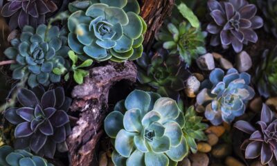 trendsetting succulents - Green and Purple Succulent Plants