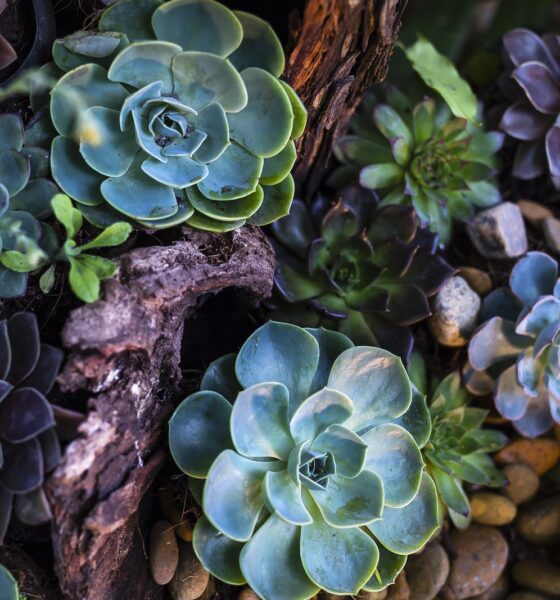 trendsetting succulents - Green and Purple Succulent Plants