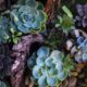 trendsetting succulents - Green and Purple Succulent Plants