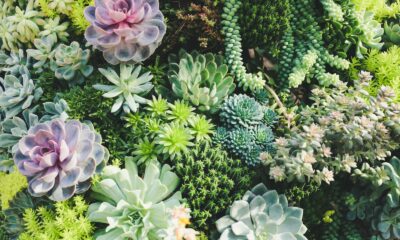 guide to succulents