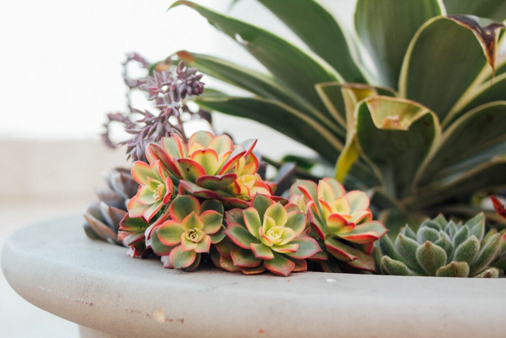 vibrant succulents - selective focus photography of green and brown succulents