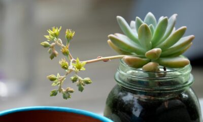 water propagation - green succulent plant in clear glass jar