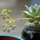 water propagation - green succulent plant in clear glass jar