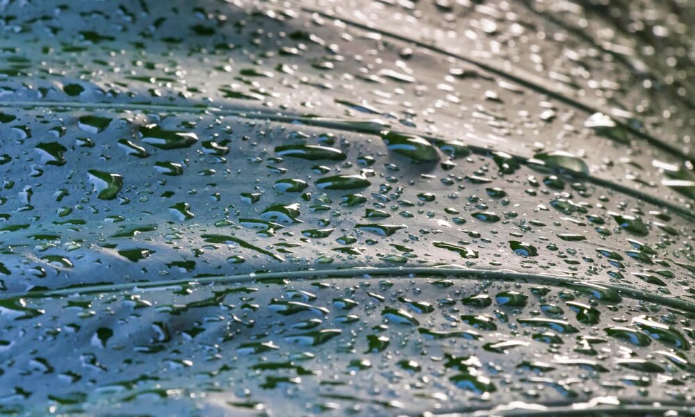 dew, drops, droplets on succulent plant