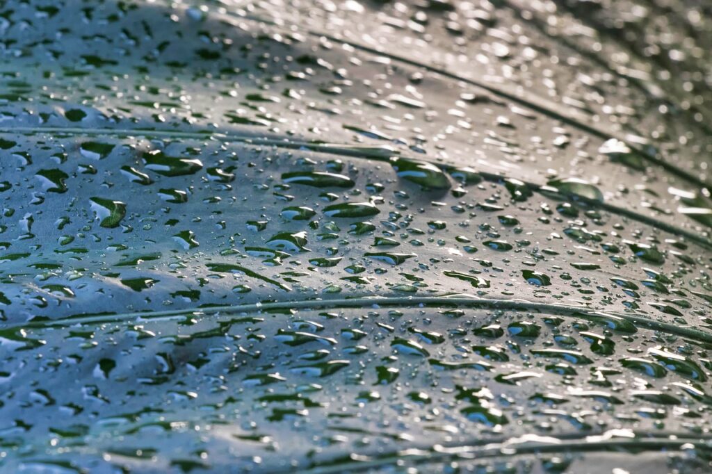 dew, drops, droplets on succulent plant