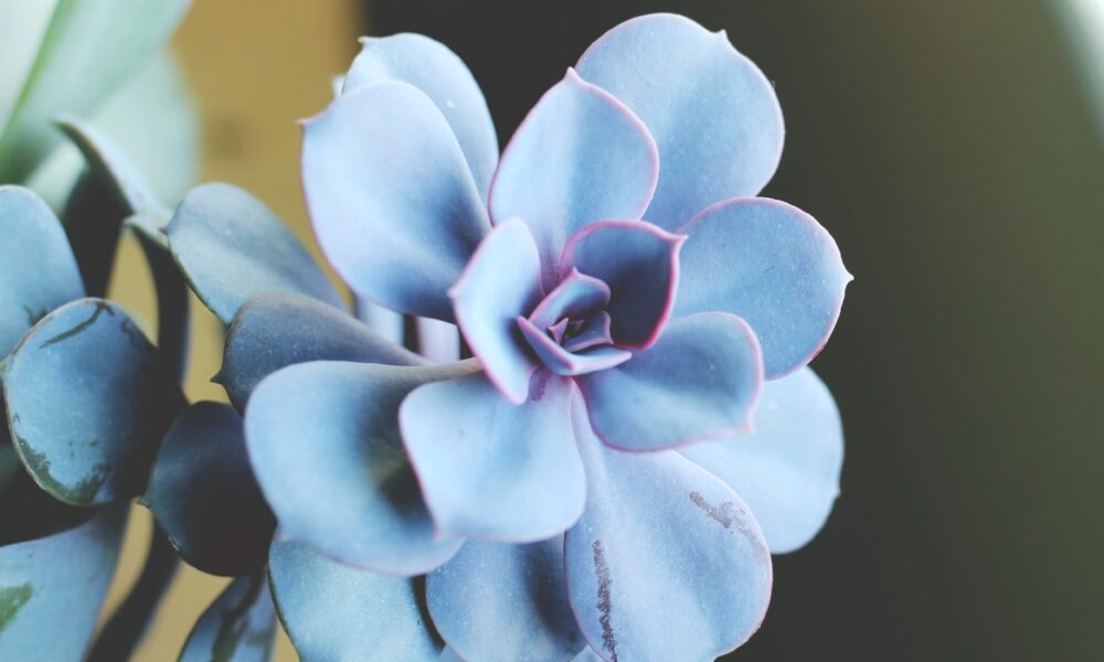 whiteflies in succulents - green succulent plant