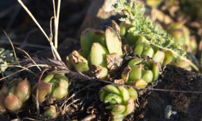 wilting succulents - a close-up of some plants