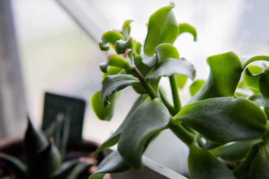 window sill succulents - a close up of a plant in a pot