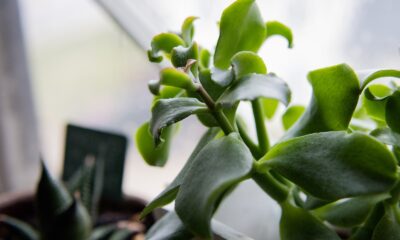 window sill succulents - a close up of a plant in a pot