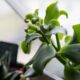 window sill succulents - a close up of a plant in a pot