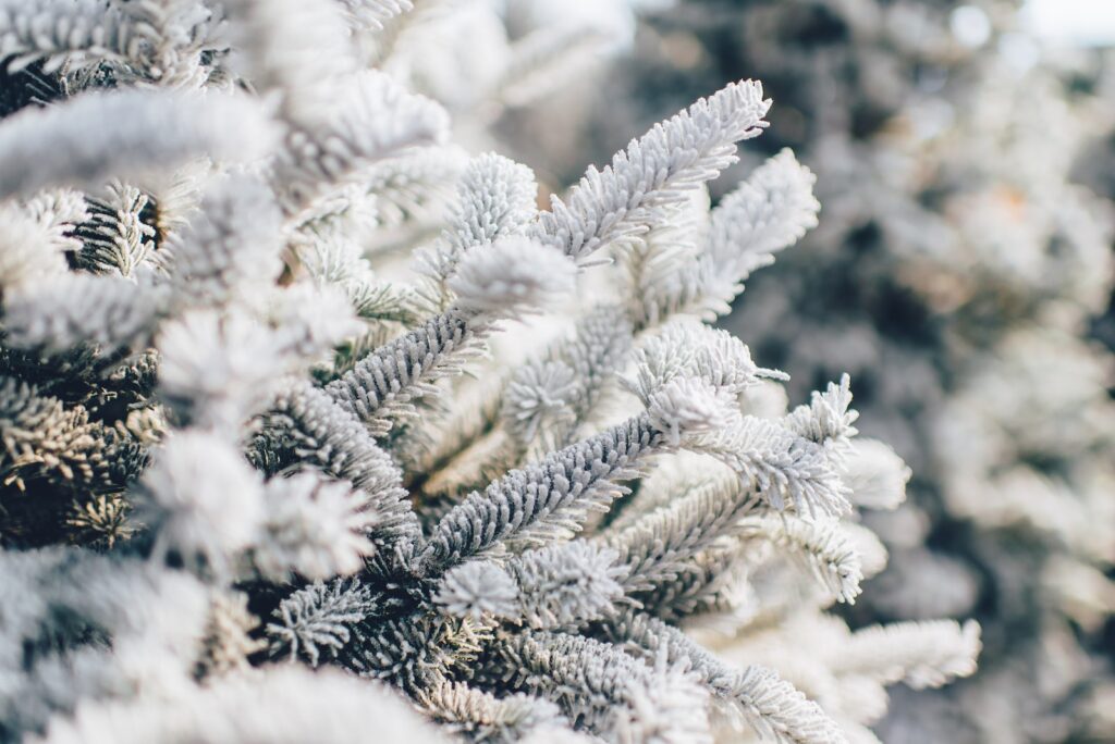 winter protection for outdoor succulents - shallow focus photography of white leaves