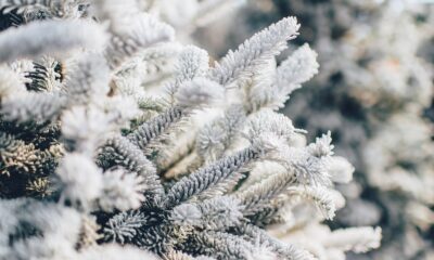 winter protection for outdoor succulents - shallow focus photography of white leaves