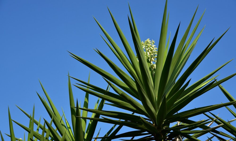 yucca, palm tree, palm lily