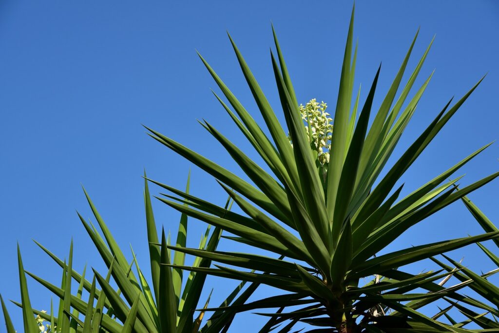 yucca, palm tree, palm lily