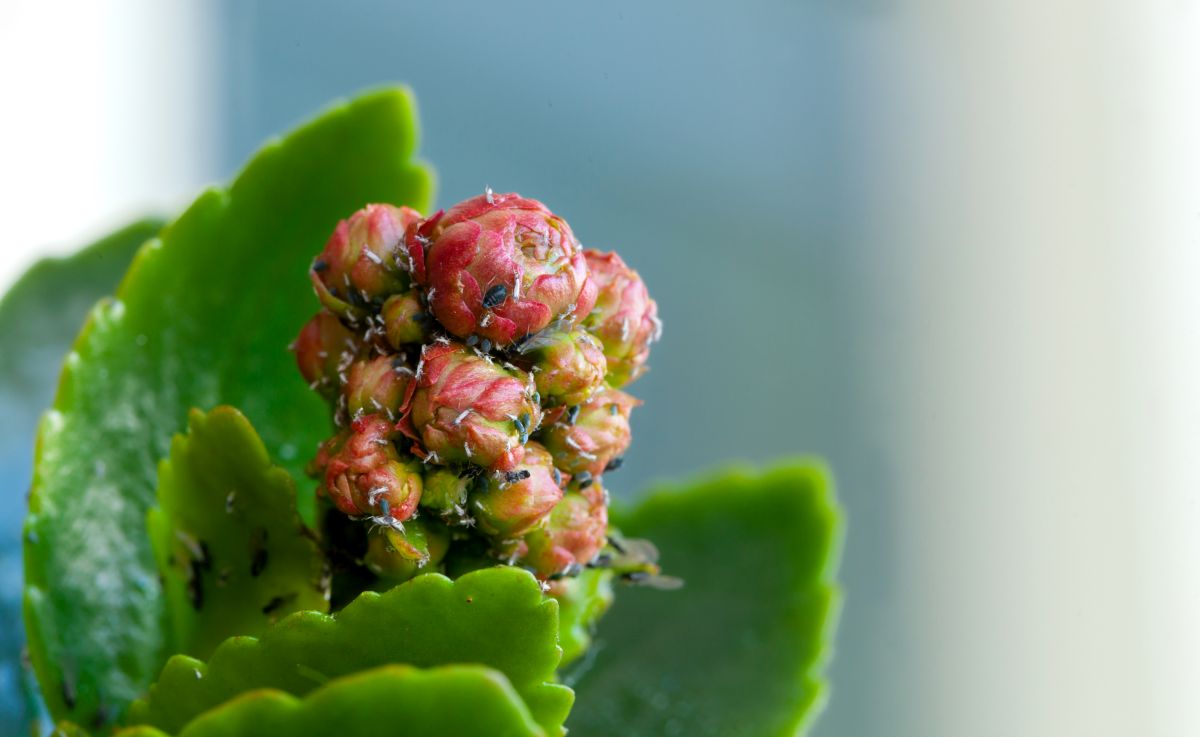 pests on the buds of a succulent plant.